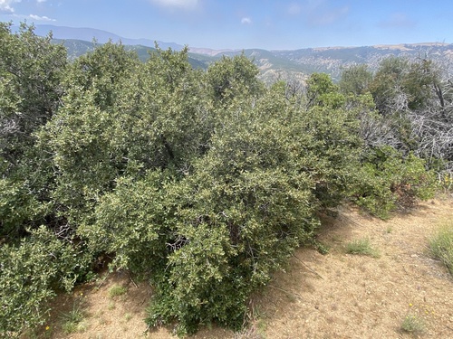 Quercus berberidifolia × john-tuckeri