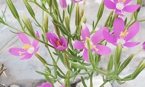 Image of Zeltnera calycosa by (c) Charlie Meador, some rights reserved (CC BY)