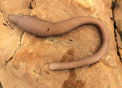 Sipunculus robustus