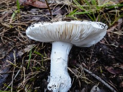Amanita farinacea