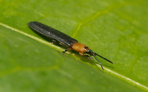 Ảnh của Bọ cánh cứng hại lá dừa