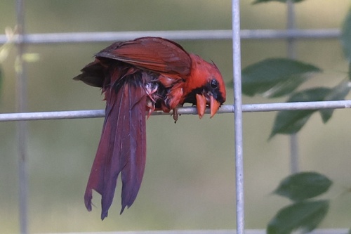 Northern Cardinal photographed in Wisconsin