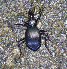 Scaphinotus interruptus