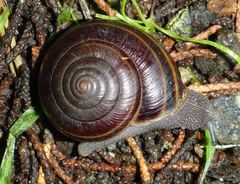 Helminthoglypta sequoicola