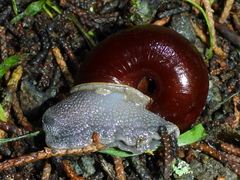 Helminthoglypta sequoicola