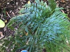 Asplenium × lucrosum