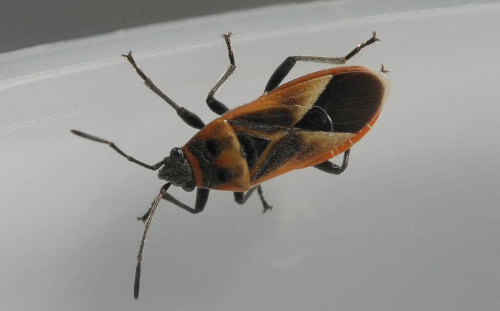 Woodrose Bug