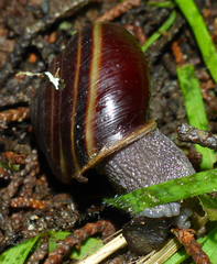 Helminthoglypta sequoicola