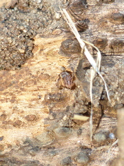 Dictis striatipes