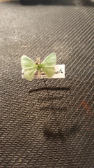 Synchlora aerata albolineata