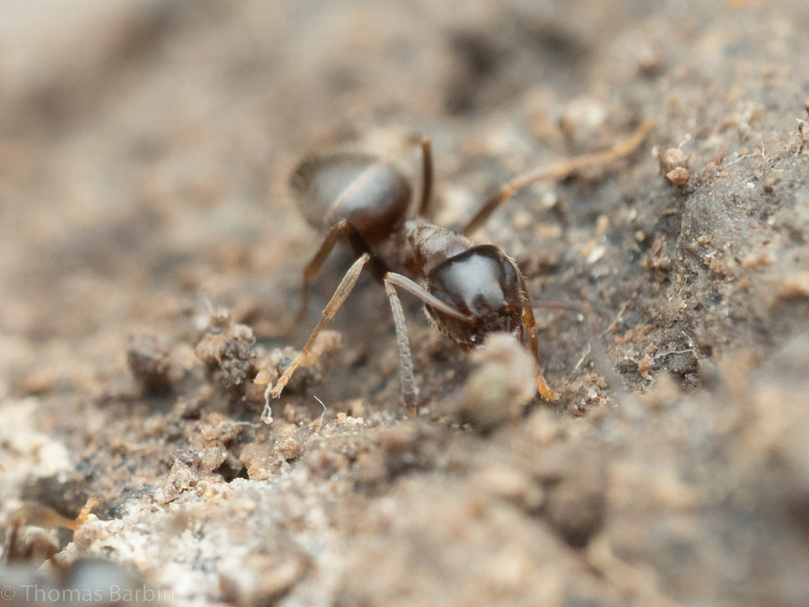 Lasius ponderosae