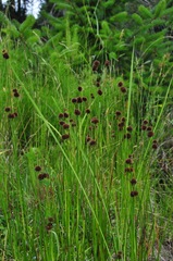 Juncus bolanderi