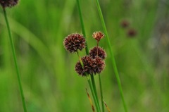 Juncus bolanderi