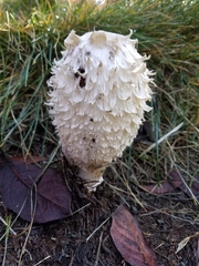Coprinus comatus