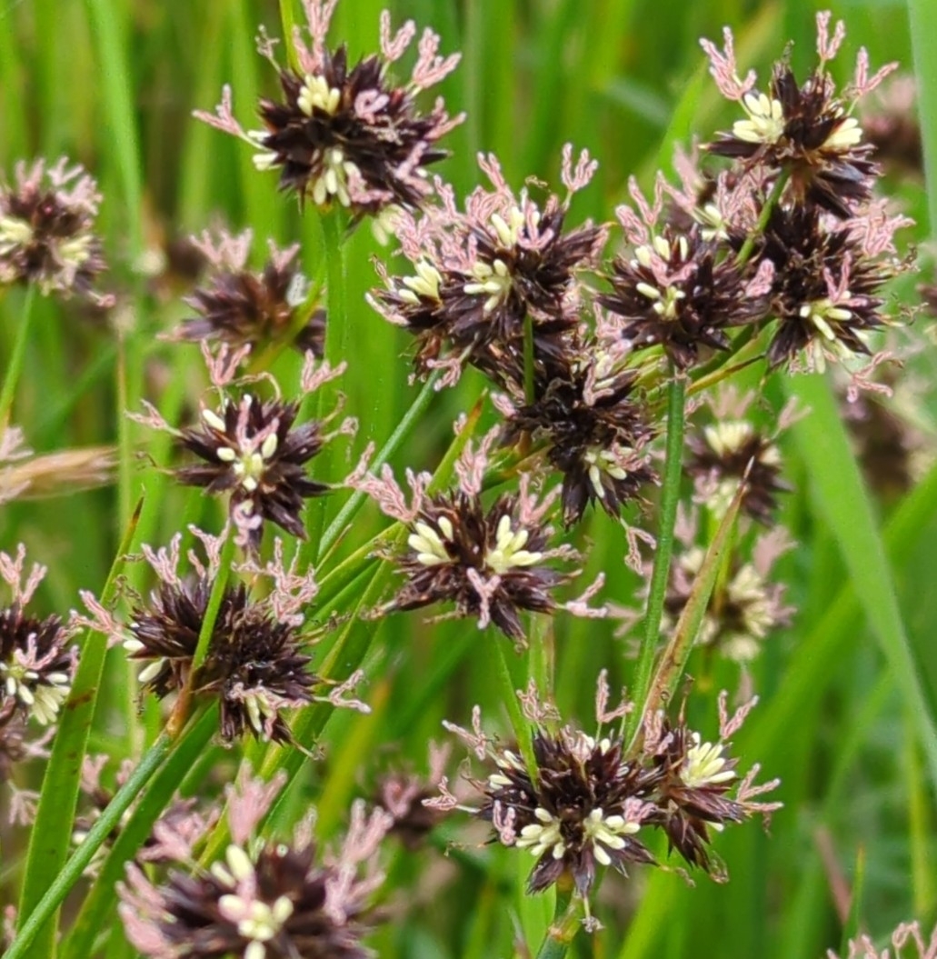 Juncus phaeocephalus var. phaeocephalus