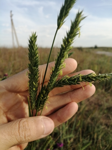 Siberian wheatgrass (Agropyron fragile)