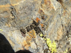 Clavascidium lacinulatum