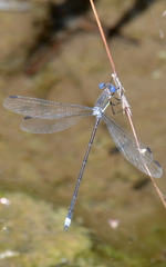 Archilestes