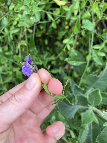 Image of Solanum parishii by (c) Jess Mullins, some rights reserved (CC BY)