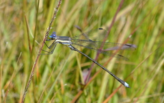 Archilestes