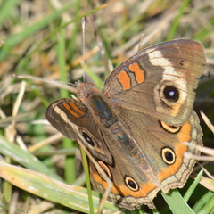 Junonia nigrosuffusa