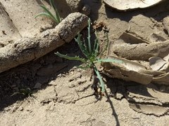 Streptanthus longirostris