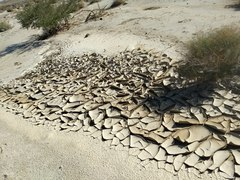 Streptanthus longirostris