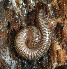 Bollmaniulus