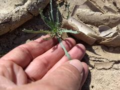 Streptanthus longirostris