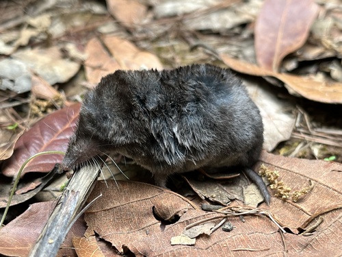 Goldman's Broad-clawed Shrew (Cryptotis goldmani) — Least Concern Mammalia