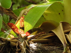 Tillandsia biflora image
