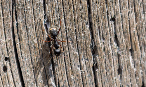 iNaturalist observation photo of Western Black Carpenter Ant