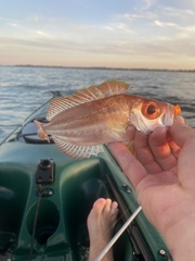 Red Bigeye photo 2