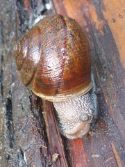 Helminthoglypta nickliniana