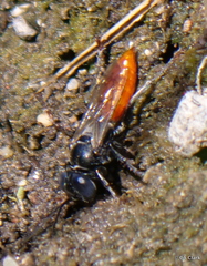 Miscophini