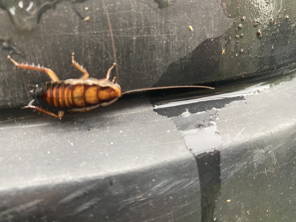 Shining Cockroaches from Whatman Way, Withers, WA, AU on May 31, 2023