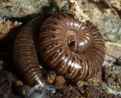 Bollmaniulus