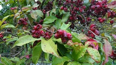Syzygium taiwanicum