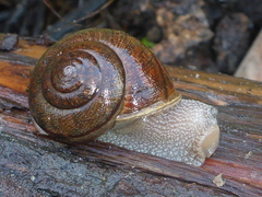 Helminthoglypta nickliniana