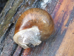 Helminthoglypta nickliniana
