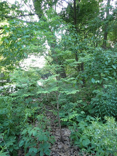 Image of Metasequoia glyptostroboides by (c) W Rao, some rights reserved (CC BY)