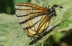 Arawacus meliboeus
