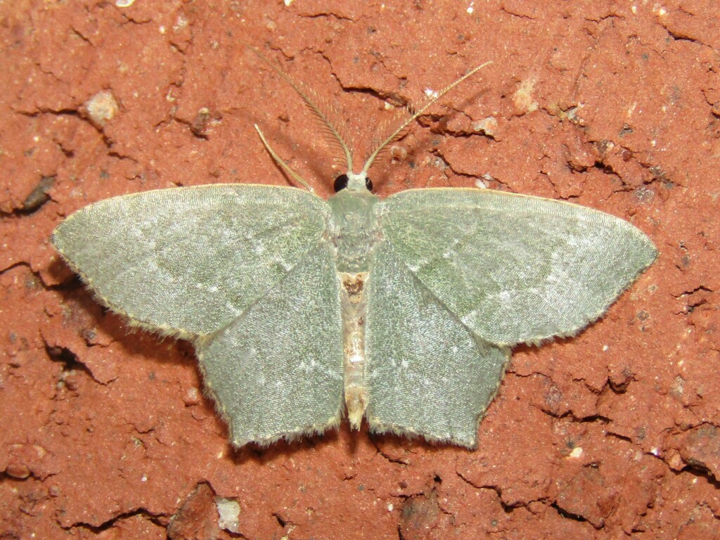 Angle-winged Emerald