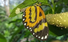 Placidina euryanassa