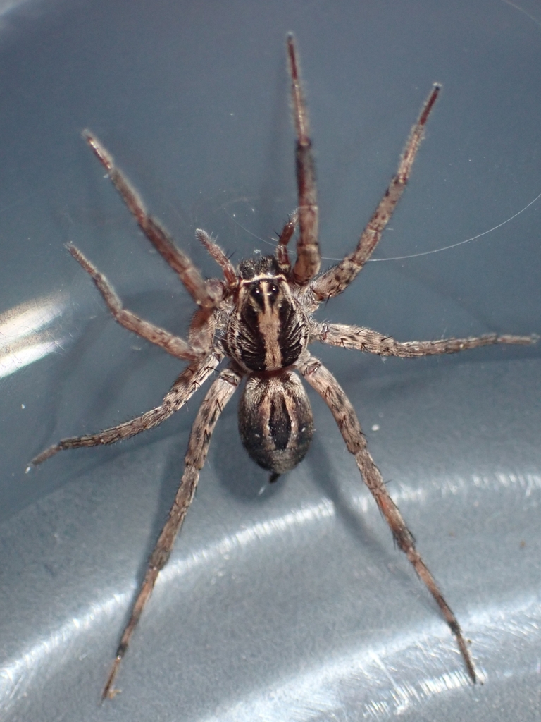 lance wolf spider from Wiess College on June 1, 2023 at 11:08 AM by ...