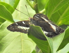 Cymothoe alcimeda alcimeda