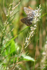 Thelypodium crispum