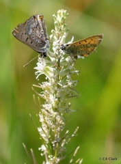 Thelypodium crispum