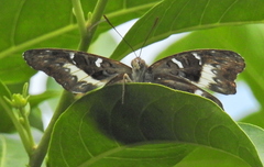 Cymothoe alcimeda alcimeda