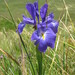 Iris latifolia - Photo (c) carmona rodriguez.cc,  זכויות יוצרים חלקיות (CC BY-SA)